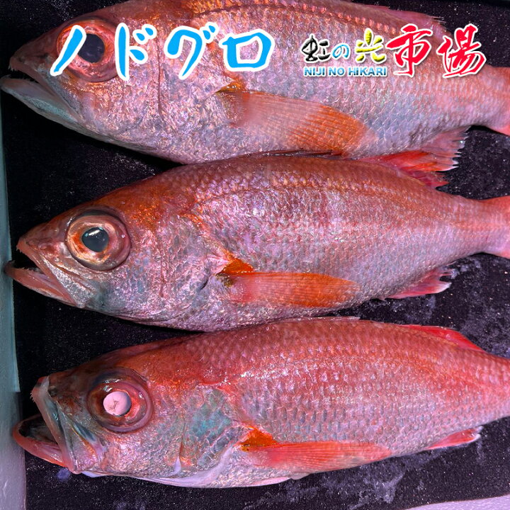 生 ノドグロ 赤ムツ 5kg 1kg 約2 4尾 アカムツ 赤むつ のどぐろ 超高級魚 虹の光