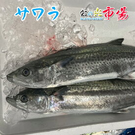 サワラ 1尾 約3~4kg 鰆 さわら 海水魚