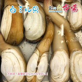 活白ミル貝 国産 約1kg （2-3個） 約3-4人前 海水生 旬は春 バター焼き 中華炒め