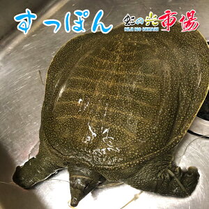 ۂ JbgXb| 1C 1~1.3kg R[Q  ۂ񗿗 Xb| Mtg v[g   Zbg j 蕨 N hV̓ ̓ ̓