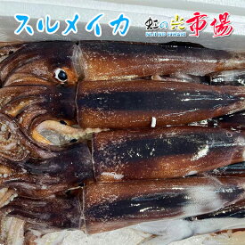 業務用 スルメイカ 5kg (1kg 2〜3尾) イカ 北海道 青森産 するめいか 烏賊