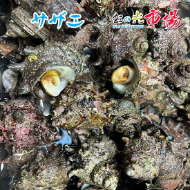 活サザエ 約1kg (1個約180～200gサイズ) サザエ さざえ 栄螺 バーベキュー 貝 新鮮
