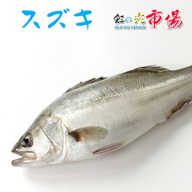 スズキ1尾 約1.5~2kg すずき 海水魚 鱸 千葉県
