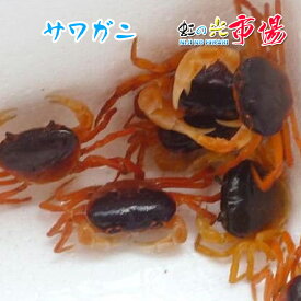 サワガニ 沢蟹 1パック（約50匹） 宮崎産 さわがに 素揚げ 焼く 天然 ガニ 魚介類 かに