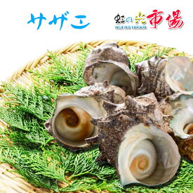 活サザエ 約1kg (1個約180～200gサイズ) サザエ さざえ 栄螺 バーベキュー 貝 新鮮