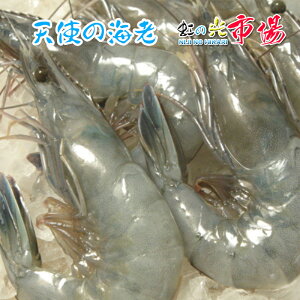 Vg̊CV 1kg (40-50) ɂ̎hg E ō O[h̃Gr