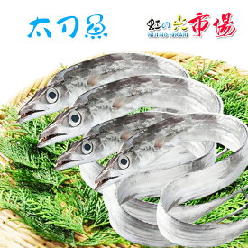 太刀魚 たちうお タチウオ 銀色 白身 カトラスフィッシュ 鹿児島産 塩焼き ホイル焼き 脂が乗る 1尾 約1kg