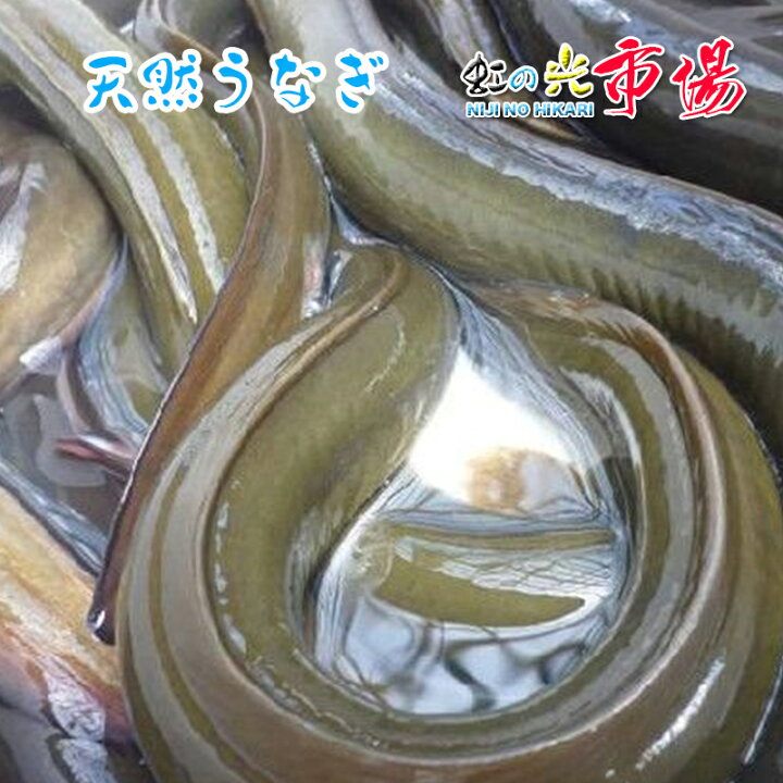 楽天市場 天然活 ウナギ 国産 約2 ５尾 約1kg 鰻 うなぎ 蒲焼き 白焼き 豊富で栄養 虹の光