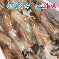 ヤリイカ 1kg（1杯 約50~70g）青森県・長崎県 やりいか 烏賊　お刺身・姿造り 天ぷら・フライ 塩辛