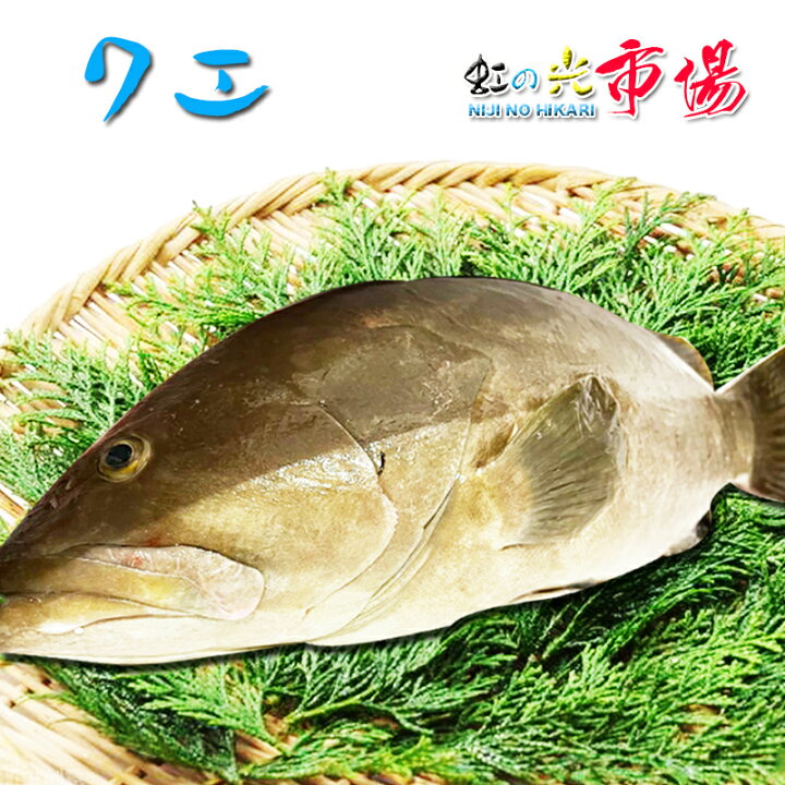 楽天市場】【15日までポイント5倍】 クエ アラ 1尾 9〜10kg くえ あら 