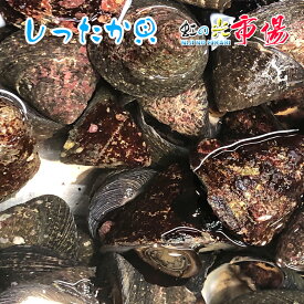 活 しったか貝 2kg シッタカ 尻高 国内産 バーベキュー バター焼き 貝 水産物 新鮮