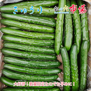 業務用 きゅうり 群馬県産 胡瓜 5kg x 2 サラダ 新鮮 野菜