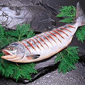 小樽海洋水産　新巻鮭(2kg 切れ目)　サーモン　さけ　鮭　gift