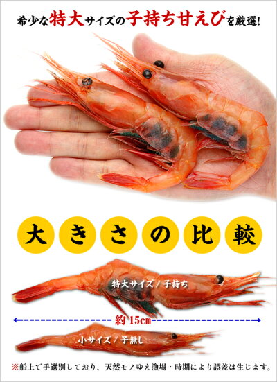 日本海船上急速凍結の一級品!子持ち越前甘えび大サイズ500g(30尾前後)送料無料!【エビ】【えび】【あまえび】【アマエビ】【甘エビ】