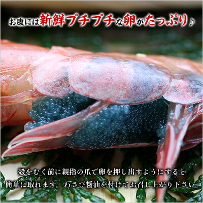 日本海船上急速凍結の一級品!子持ち越前甘えび大サイズ500g(30尾前後)送料無料!【エビ】【えび】【あまえび】【アマエビ】【甘エビ】
