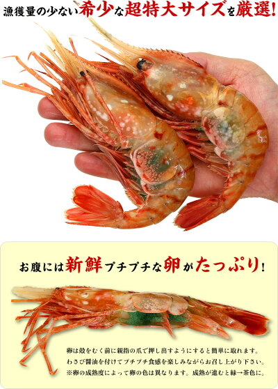 希少な【超特大】子持ちぼたんえび1kg(16-20尾入り)送料無料【牡丹海老】【ぼたんえび】【牡丹えび】【ボタンエビ】【刺身】