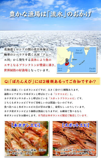 希少な超特大サイズを厳選!子持ちぼたんえび1kg/16-20尾入り(500g×2もしくは1kg×1でお届け。選択不可)送料無料で食べ放題♪【牡丹海老】【ぼたんえび】【牡丹えび】【ボタンエビ】【刺身】