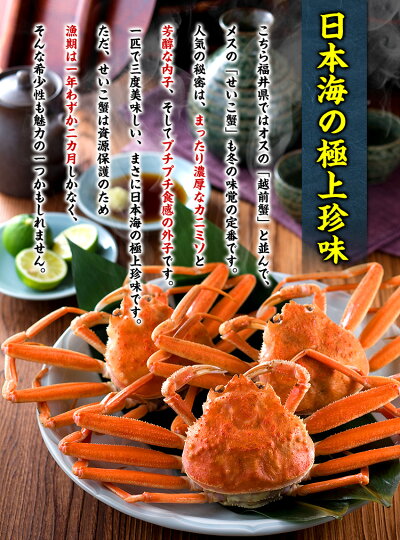 【早割】1,000円OFF!2セット購入で500円OFFクーポンあり!茹でたて未冷凍の越前松葉せいこ蟹(お試し小サイズ5ハイ/2〜3人前)※11/6の解禁日以降、ご注文順に出荷(着日指定不可、同梱不可)せこがに香箱ガニセイコガニせこ蟹セコガニ