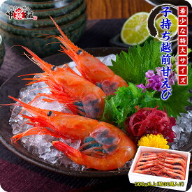 日本海船上急速凍結の一級品！子持ち越前甘えび特大サイズ500g（30尾前後）【エビ】【えび】【あまえび】【アマエビ】【甘エビ】 冷凍食品【受賞記念セール】