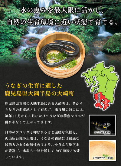 希少な超特大サイズ入荷!鹿児島ブランドうなぎ蒲焼き約270g前後×2尾入り※化粧箱、食べ方説明書、タレ&山椒付き【うなぎ】【ウナギ】【鰻】
