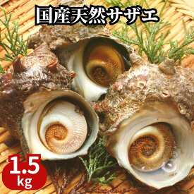 高級天然サザエ1.5kgセット【国産・生食用】CAS冷凍で鮮度抜群!!海鮮バーベキューBBQ、壺焼き、刺身に。 浜焼き（サイズはおまかせ）ギフト さざえ 浜焼き 酒のつまみ 魚介 ギフト プレゼント