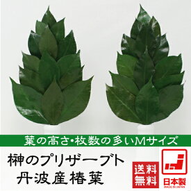 楽天市場 葉 丸まる 原因の通販