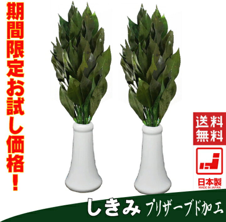 楽天市場 しきみ 櫁 仏花 本物 プリザーブドフラワー プリザーブドフラワー 枯れない 水不要 神様 仏壇 お供え 神棚 造花 榊 ブリザーブド 香 とランプの館