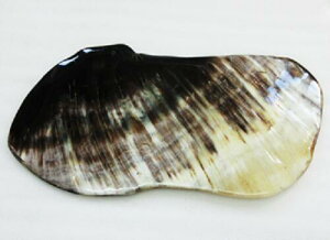 ށAmM蔒iVRFjBvpB{I_pEiVRFjEʋE170m/mE85m/mE6`2m/mEd68gBO̉摜͓̂̂łB󓷂̕ʂv