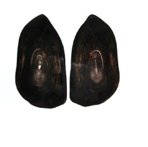 ipjANZT[p[cޗBvpiANZT[ƁjBaiVRFjEXCXށiprށjEʋBc64mmE35mmE2mmE؍aAc15×6mmEd15gA2