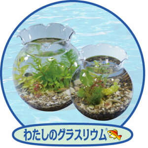 ポラン中 金魚鉢 小さいメダカ水槽 小さい金魚水槽 可愛い水槽 小さい熱帯魚水槽 可愛い熱帯魚水槽