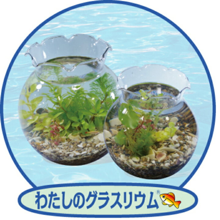 楽天市場 ポラン大 金魚鉢 小さいメダカ水槽 小さい金魚水槽 可愛い水槽 小さい熱帯魚水槽 可愛い熱帯魚水槽 koyo生科学研究所 楽天市場店 楽天市場 ポラン大 金魚鉢 小さいメダカ水槽 小さい金魚水槽 可愛い水槽 小さい熱帯魚水槽 可愛い熱帯魚水槽 koyo生科学研究所 楽天市場店