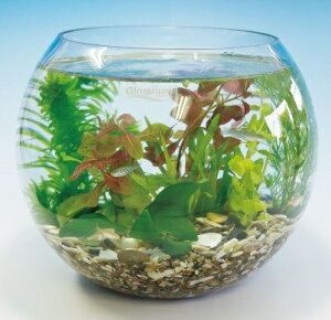 ���̋ʁi�M�ы�����Z�b�g�j