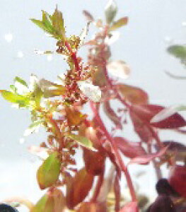 A}jAOLX 5`6{ Y  Ȃ t