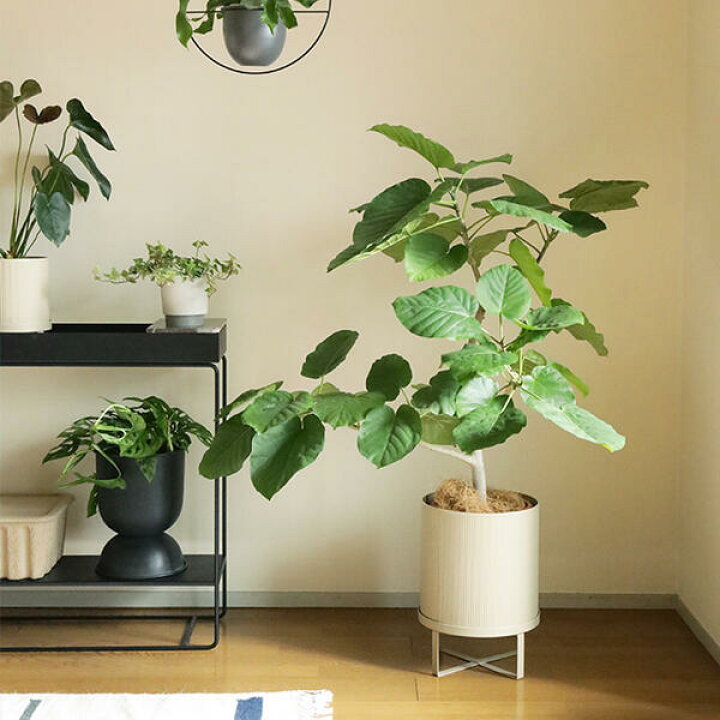 楽天市場】【国内在庫あり】ferm LIVING (ファームリビング) Bau Pot  