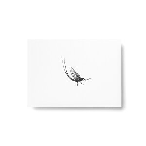 Teemu Jarvi (e[EB) |XgJ[h MAYFLY (JQE) A6 (10.5×14.8cm) k/CeA/{K㗝Xi/|X^[y[ցz