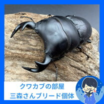 楽天市場】ホペイオオクワガタの通販