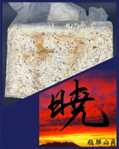 yzYpCV ubN 3500cc ێ IIq^P cɁI ^ёI KPW