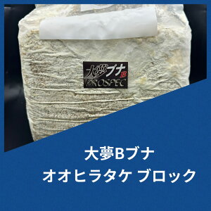 yz喲Bui IIq^P ubN 4200cc ێ IIq^P cɁI ^ёI KPW NK^ JugV