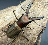 【送料無料】 《モンタネルスホソアカクワガタ 41mm ペア》 昆虫 飼育 おすすめ クワガタ カブトムシ KPW