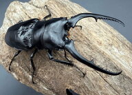 【送料無料】 《コンフキウスノコギリクワガタ 95.5mm ペア》 昆虫 飼育 おすすめ クワガタ カブトムシ KPW