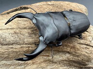 【送料無料】 《オオクワガタ 久留米血統 83mm ペア》 昆虫 飼育 おすすめ クワガタ カブトムシ KPW