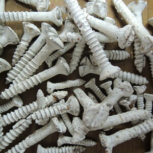 �������A�C�A���E�z���C�g�E�}�C�i�X�l�W 4×15mm (���E���h) 50�{