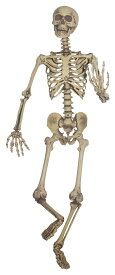 SUNSTAR Pose & Hold Skeleton(ポーズ＆ホールド等身大のスケルトン)(888155)【公式ライセンス商品】(ハロウィン・イベントグッズ)