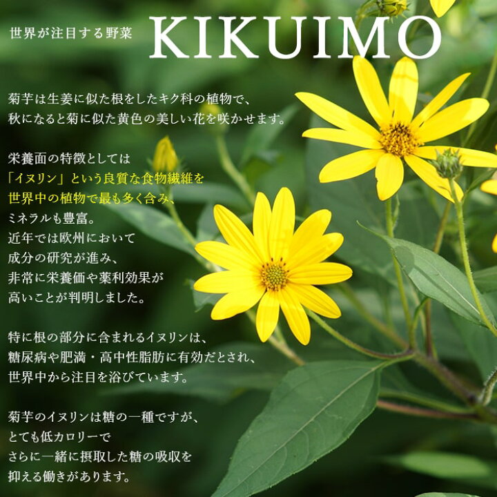 楽天市場 菊芋パウダー 国産100 菊芋茶 菊芋 粉末60g メール便 送料無料 イヌリン 無農薬 きくいも イヌリン 通販 スープ ギフト ノンカフェイン マタニティ お茶 キクイモパウダー 送料無料 食べ物 Fp Ss ポイント消化 秋グルメ こんにゃく屋生田目屋