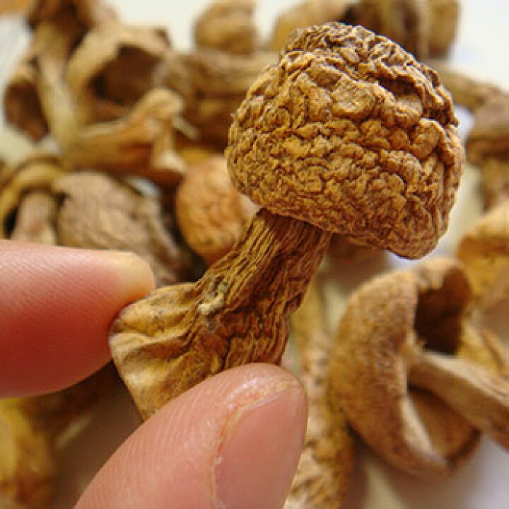 楽天市場】アガリクス茸 100g ×1袋 通販 キノコ きのこ 祝 ギフト 犬猫 