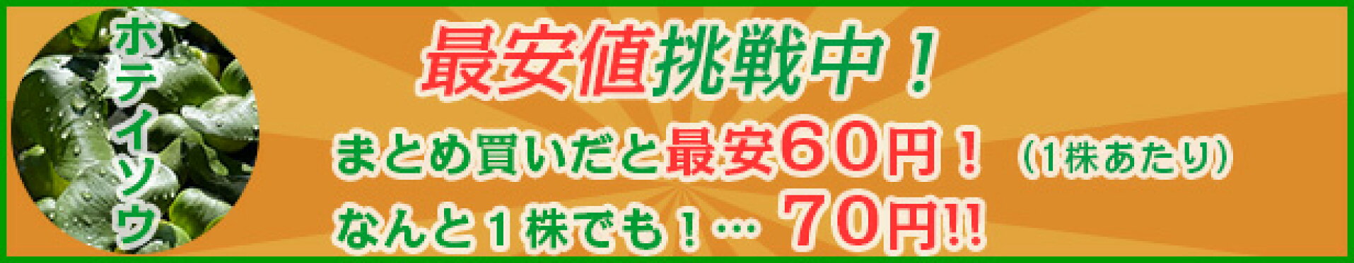 ホテイソウ