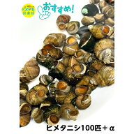 ◆大特価!!◆【ヒメタニシ100匹＋α】メダカ アクアリウム メダカ飼育 水質浄化 水質改善 エサの食べ残し…