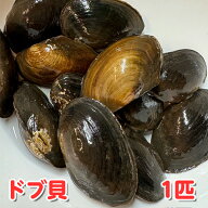 【ドブ貝（1匹）】淡水魚 二枚貝 タナゴ カネヒラ 産卵 繁殖 川魚 観賞魚 水質浄化 グリーンウォーター対…