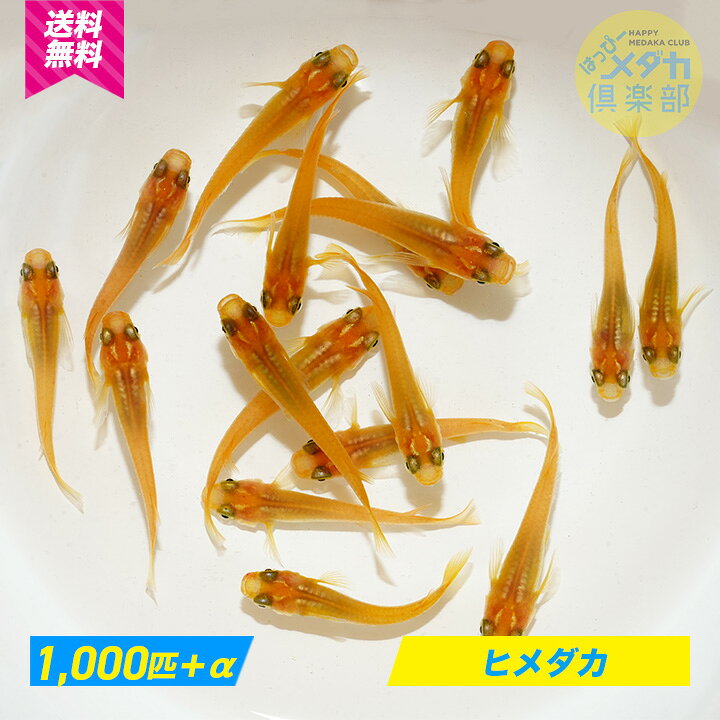 楽天市場】【ヒメダカ1,000匹】めだか ◇おすすめ◇ 観賞魚/ 飼育  
