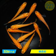【楊貴妃50匹】めだか ◆まとめ買いがお得◆成魚 観賞魚 飼育 アクアリウム メダカ飼育